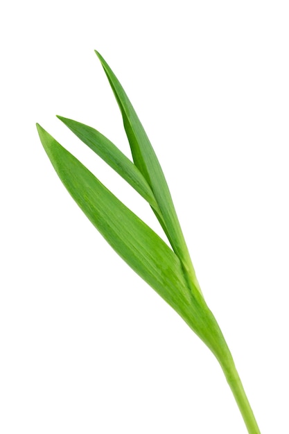 yellow and pink tulips with green leaves isolated on a white background