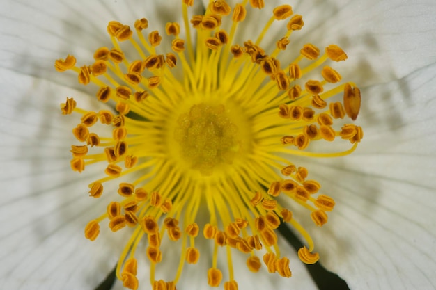 Yellow pistil flower macro close up detail