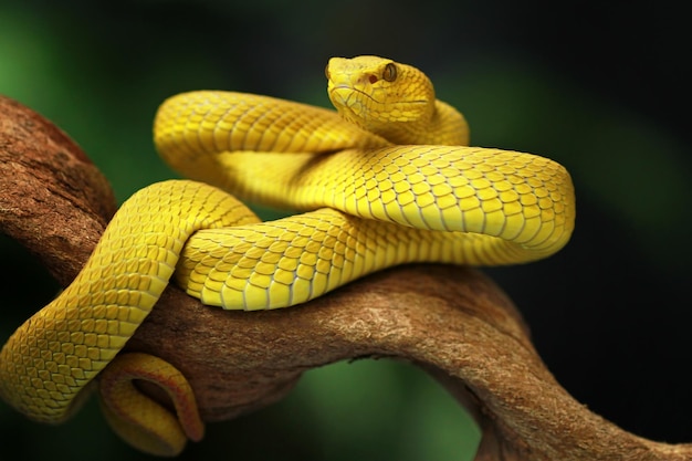 A yellow pit viper is resting on a branch.