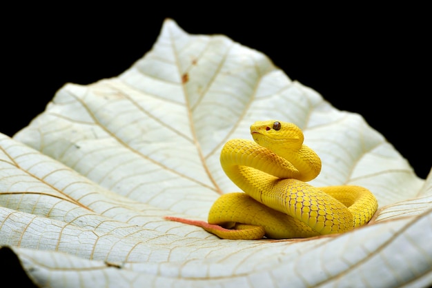 Yellow pit viper on a leaves