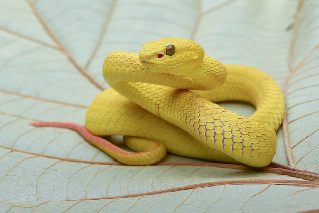 Photo yellow pit viper on a leaves