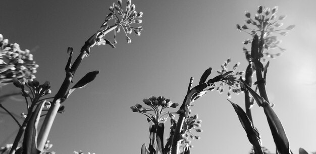 Photo yellow plant flowers on the morning