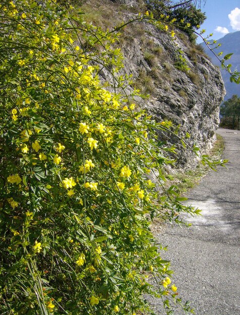 Yellow plants against trees