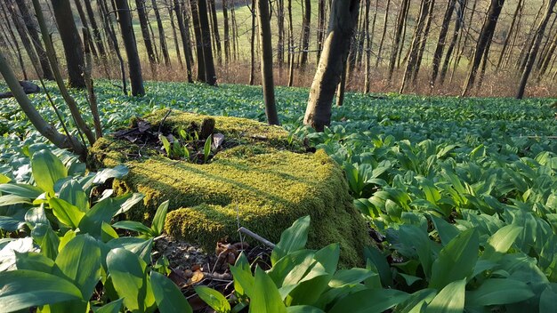 Foto piante gialle che crescono nella foresta