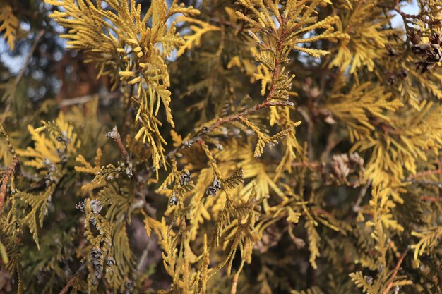 植物から冬の背景に葉を生きている黄色い植物