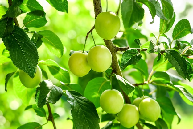 Yellow plum grows and ripens on a branch of a plum tree. plum\
cultivation concept