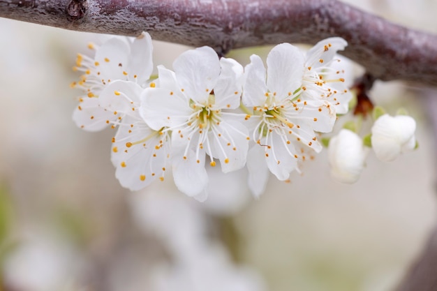 Yellow plum tree in bloom