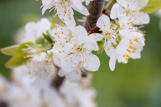 Yellow plum tree in bloom