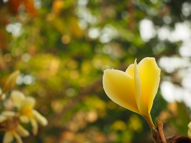 노란 plumeria 꽃