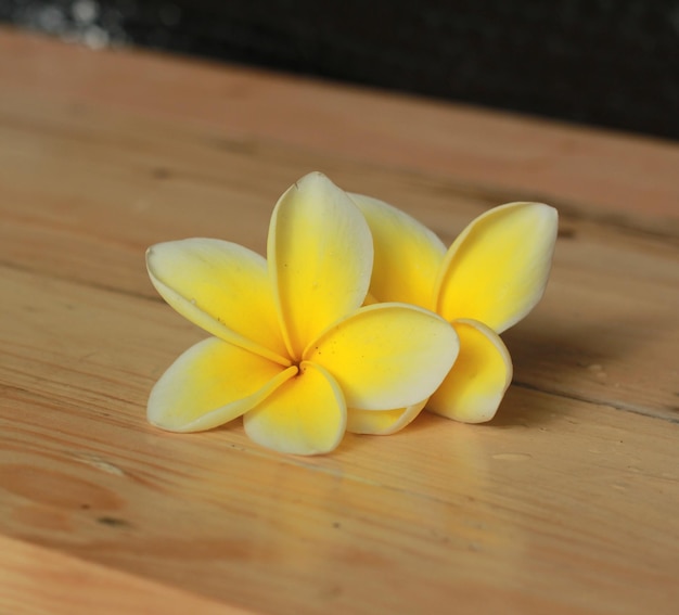 Foto fiori gialli di plumeria sulla tavola di legno