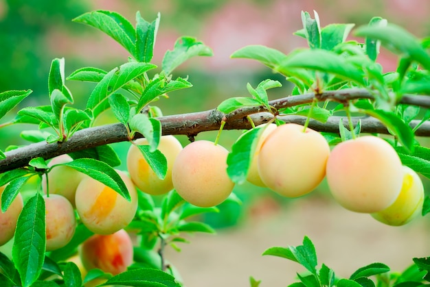 Yellow Plums on a branch 