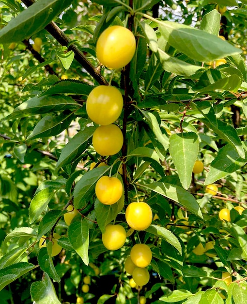 Yellow plums, cherry plum fruit on a tree branch, ripe fruit harvest, fruit tree.