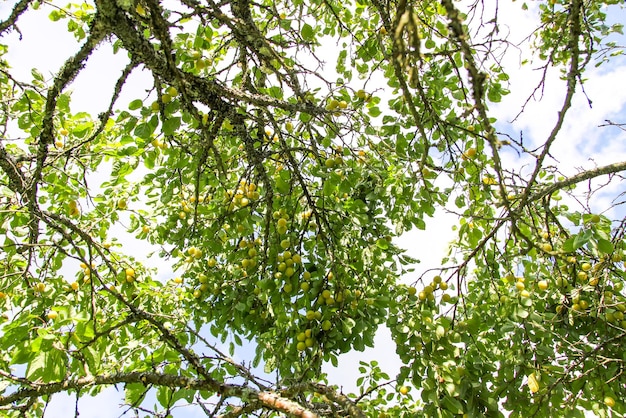 Yellow plums on tree branches in summer garden. Seasonal sweet ripe fruits.