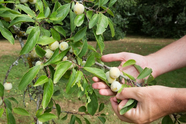 Yellow plums tree with fruits growing in the garden