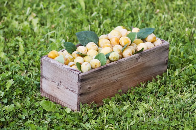 Yellow plums with green leaves. Fresh ripe fruits in wooden box on green grass in summer garden.