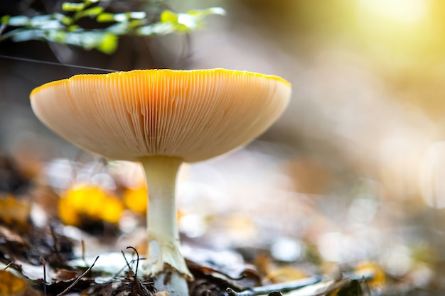 Photo yellow poisonous mushroom growing in autumn forest.