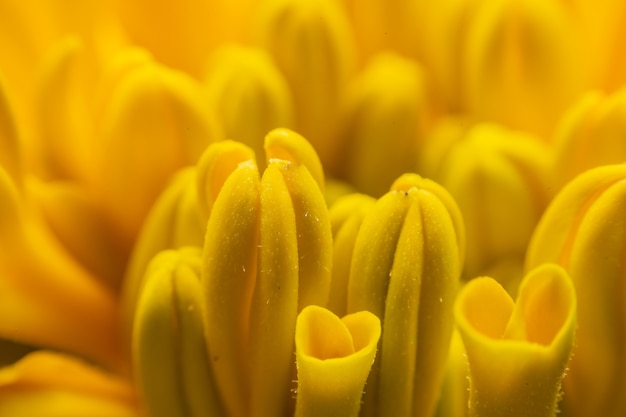 木の上に黄色の花粉のコスモスの花