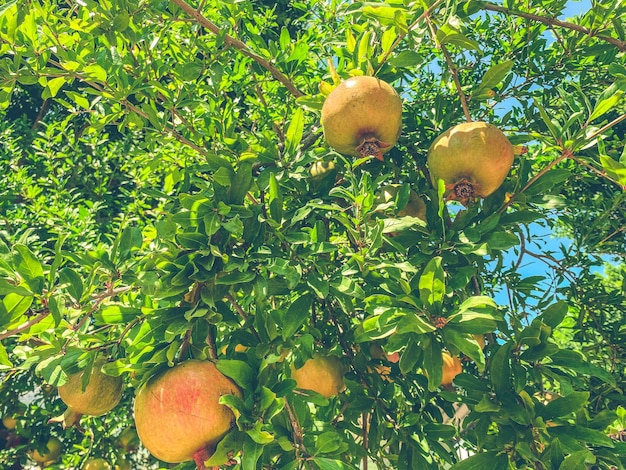 Yellow pomegranate hanging on a tree branch pomegranate tree in a hot tropical country edible