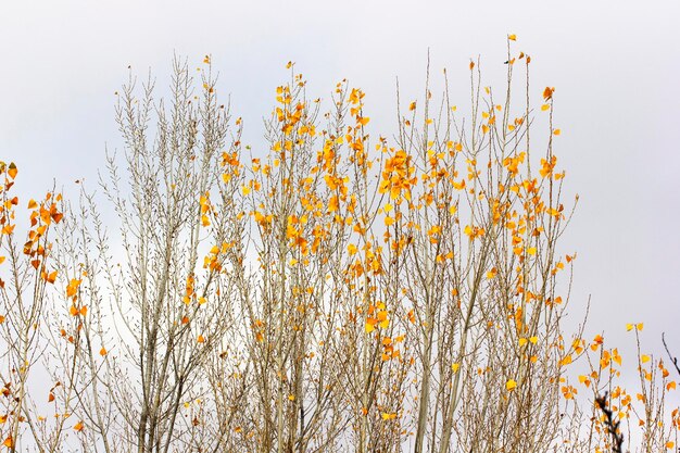 가을의 노란 포플러 잎