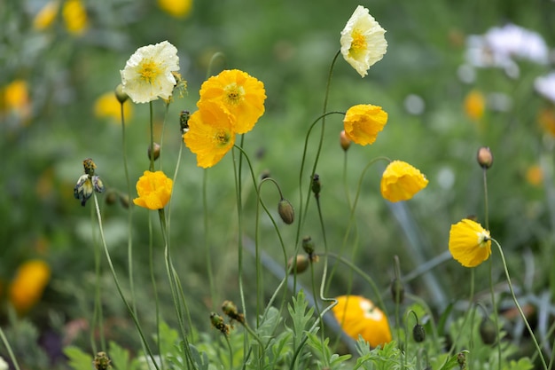 Yellow poppies after the rain