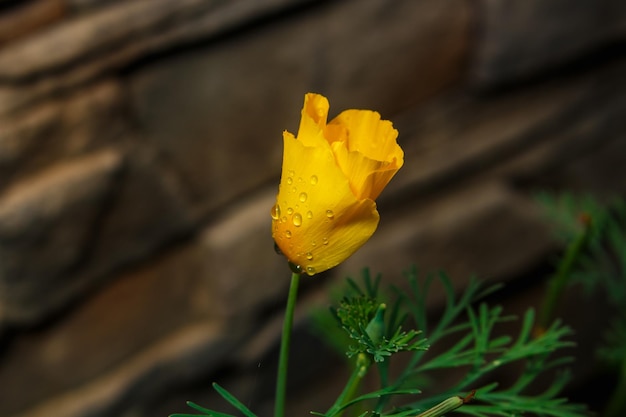 Yellow poppy on the back with stone fence