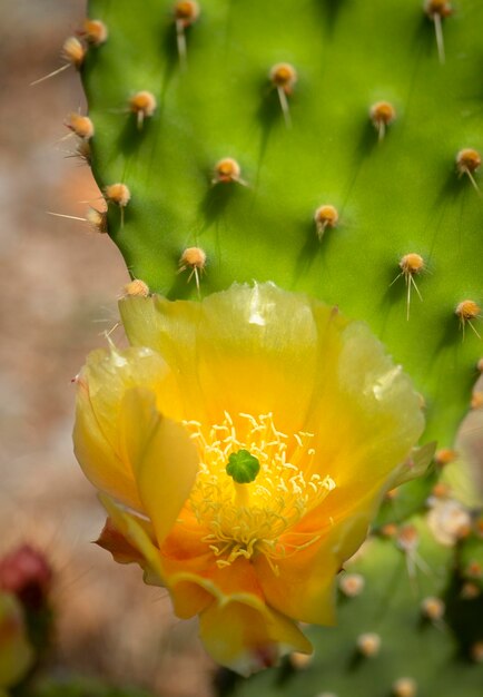 晴れた日にギリシャの鍋に黄色のウチワサボテンサボテンの花