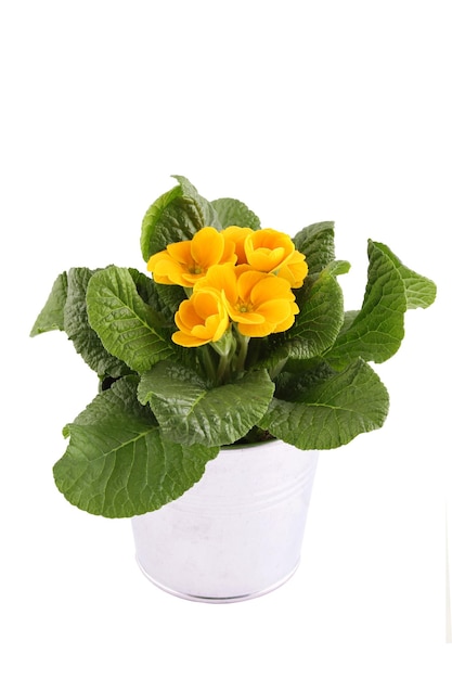 Photo yellow primrose potted plant