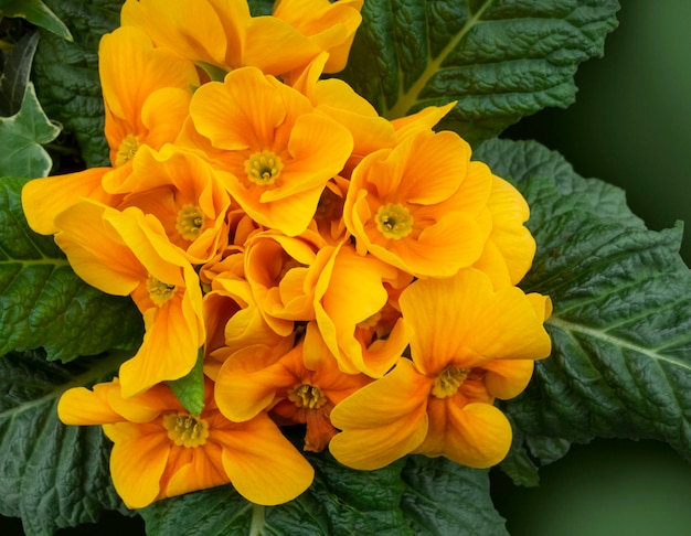 Yellow primula flower