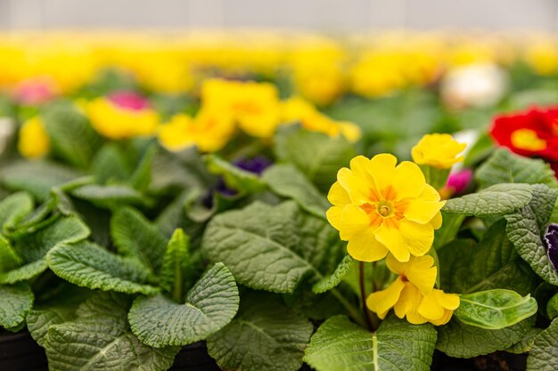 Yellow Primula vulgaris