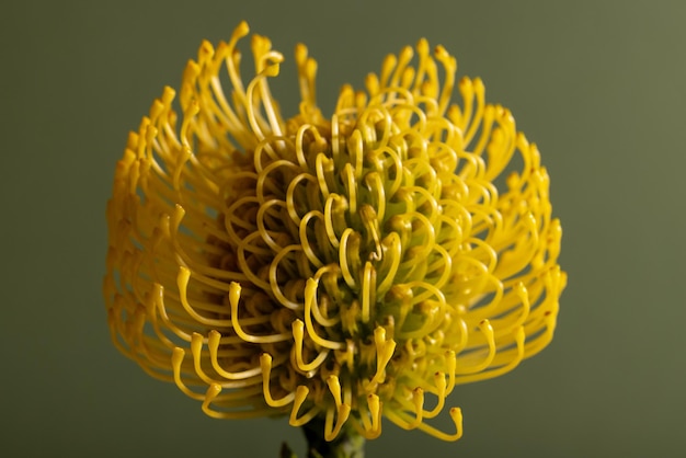 Yellow protea pincushion diagonal flower on green background leaves and stem visible