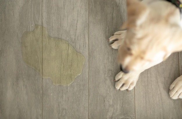 Foto pozza gialla di urina di cane sul pavimento sagoma sfocata di un cucciolo di labrador