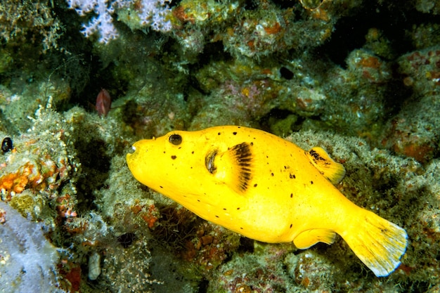 Photo yellow puffer fish diving indonesia close up