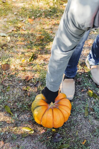 yellow pumpkin in field atautumn harvest time