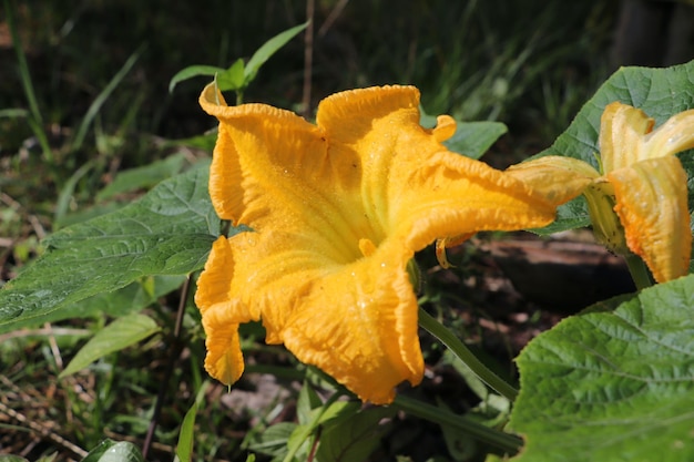 黄色のカボチャの花の緑の葉の赤ちゃんのカボチャ