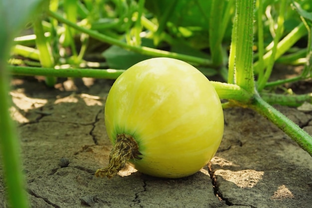 yellow pumpkin grows on a bed in a vegetable garden