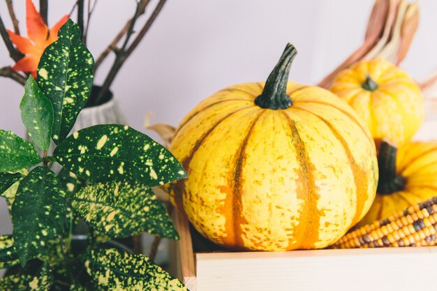 Yellow pumpkin on the table in interior