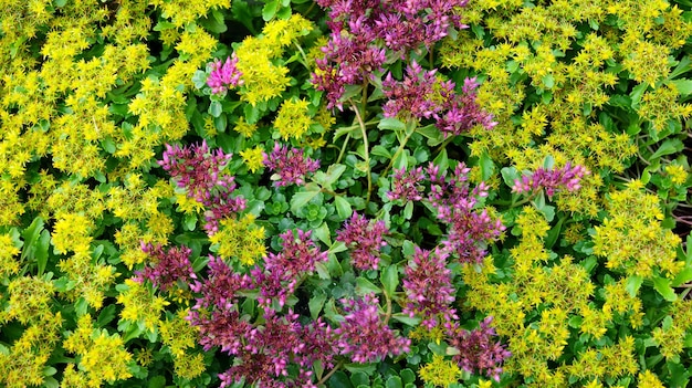 Yellow and purple flowers in the garden.