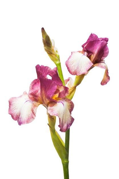 Yellow-purple flowers iris isolated on white background. Flat lay, top view