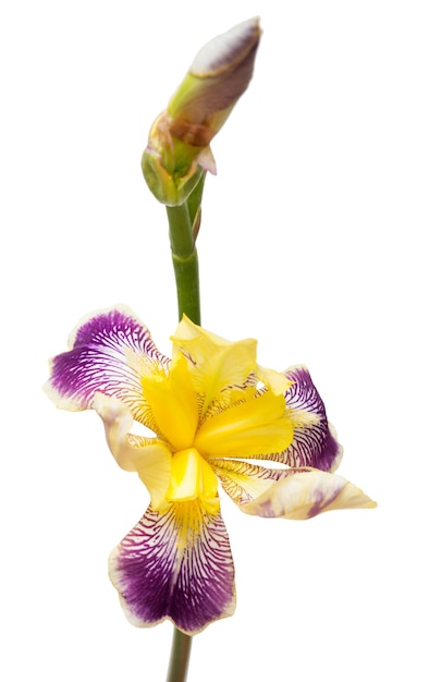 Yellow-purple flowers iris isolated on white background