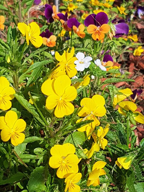 Yellow and purple and orange pansies in outdoor flower garden