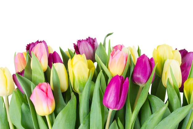 Yellow and purple tulip flowers border   isolated on white wall