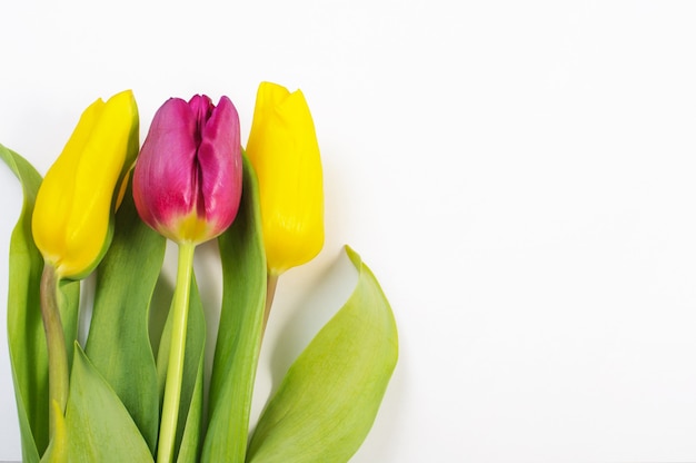 Yellow and purple tulips flower on natural white background from above. Spring bud bouquet. Copy space.