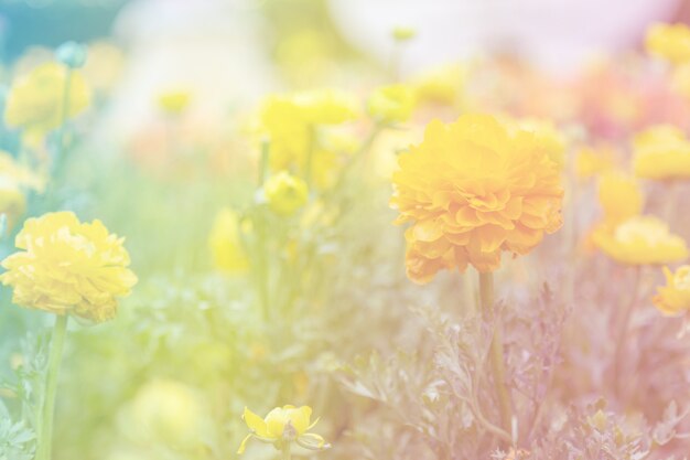 Yellow Ranunculus in the garden