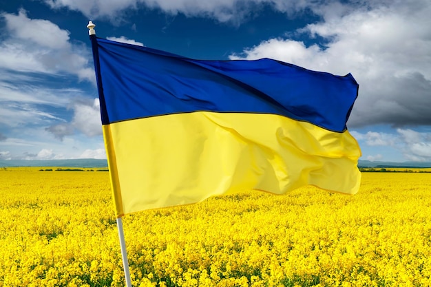 Photo yellow rape field on blue sky background ukrainian national flag colors landscape photography