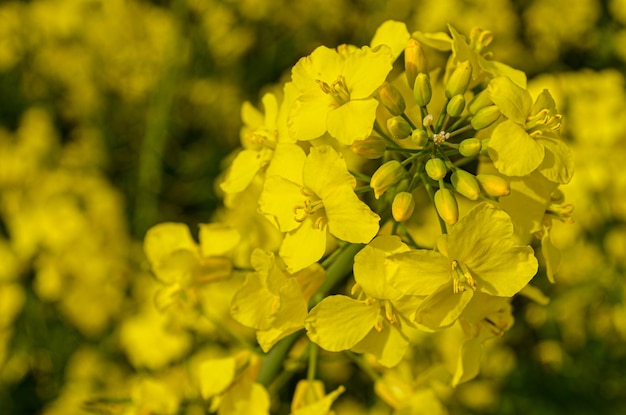 Yellow rape flowers