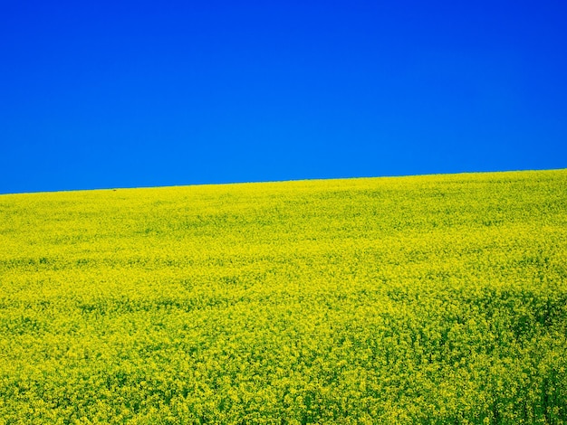 写真 ウクライナの旗のような夏の晴れた日の風景の黄色菜の花畑と青い空