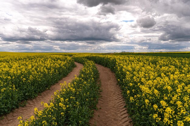 Yellow rapeseed field a dirt rural road runs next to a beautiful rapeseed field cultivation of rapeseed and surepitsa in poor conditions pollution of agricultural land by products gorenje gasoline