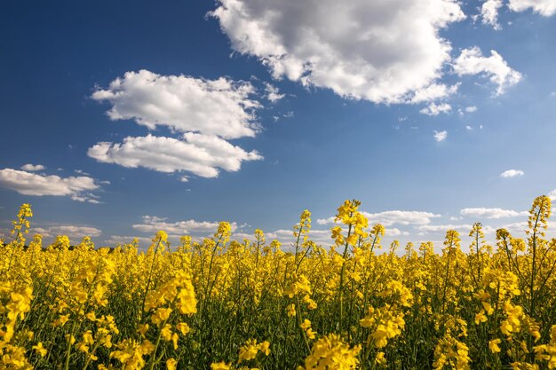 Yellow rapeseed field in the field and picturesque sky with white clouds Blooming yellow canola flower meadows Rapeseed crop in Ukraine