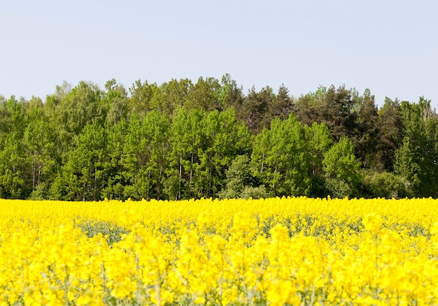 春の黄色い菜種畑、地平線上の森
