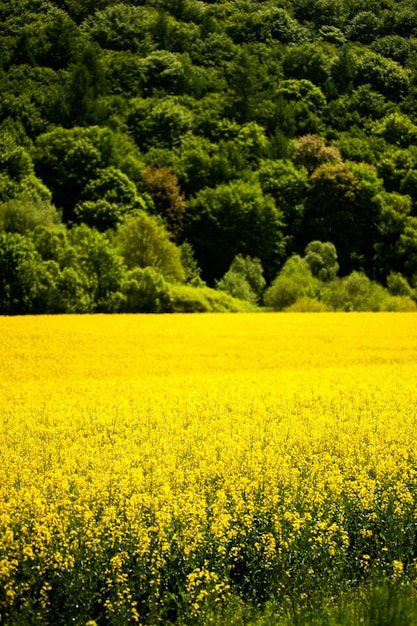 Yellow rapeseed fields